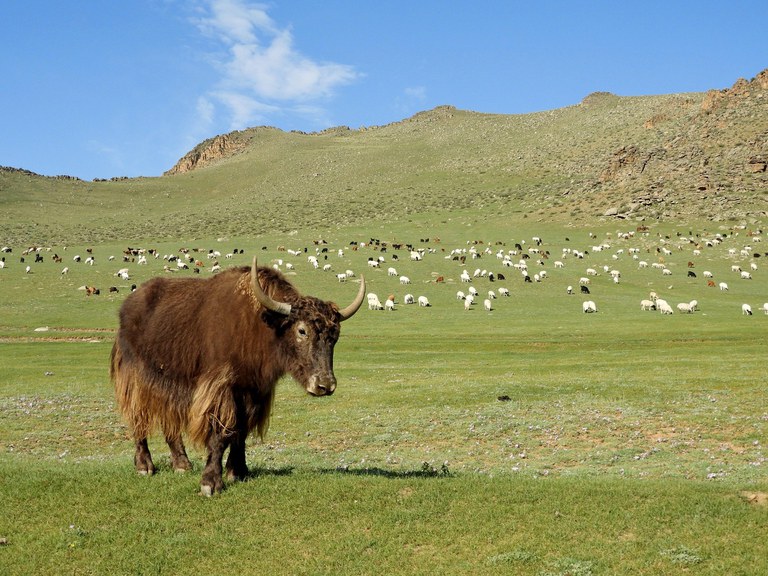 Yak - Mongolei