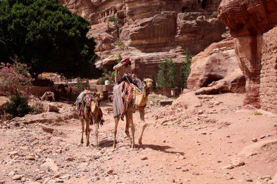 Camels of Petra.jpg