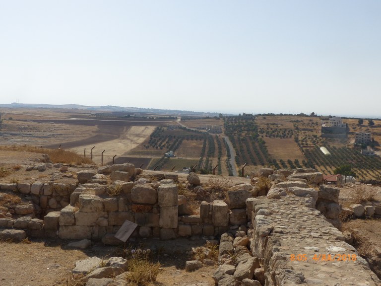 grain fields and olive groves of Hisban; sheep grazing at entrance to site.JPG grain fields and olive groves of Hisban; sheep grazing at entrance to site.JPG