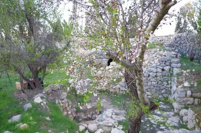 Mazmil in spring.jpg