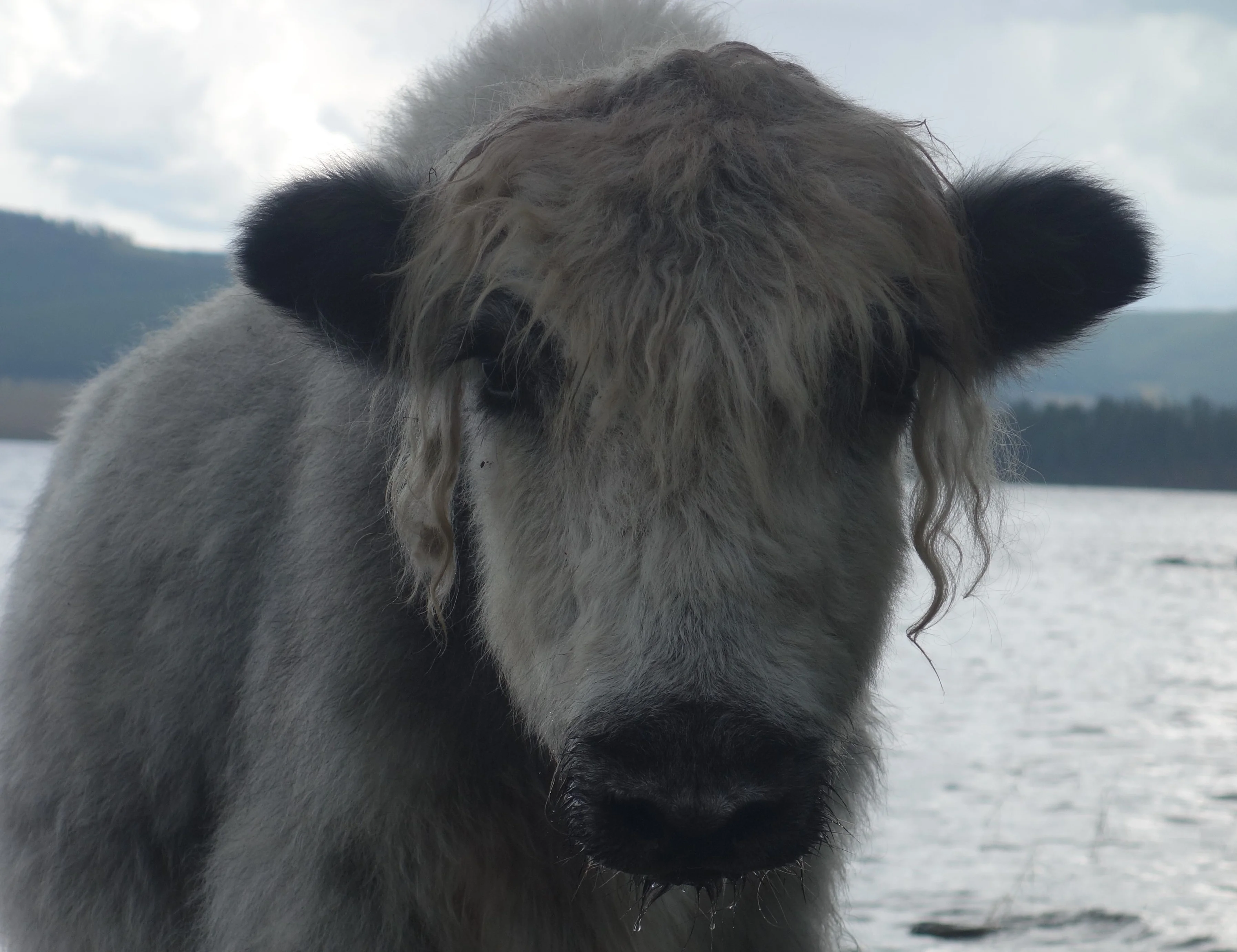 Button_Bachelor_Uta Barz.jpg