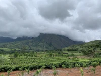 Malawi tea - banner option 1.JPEG