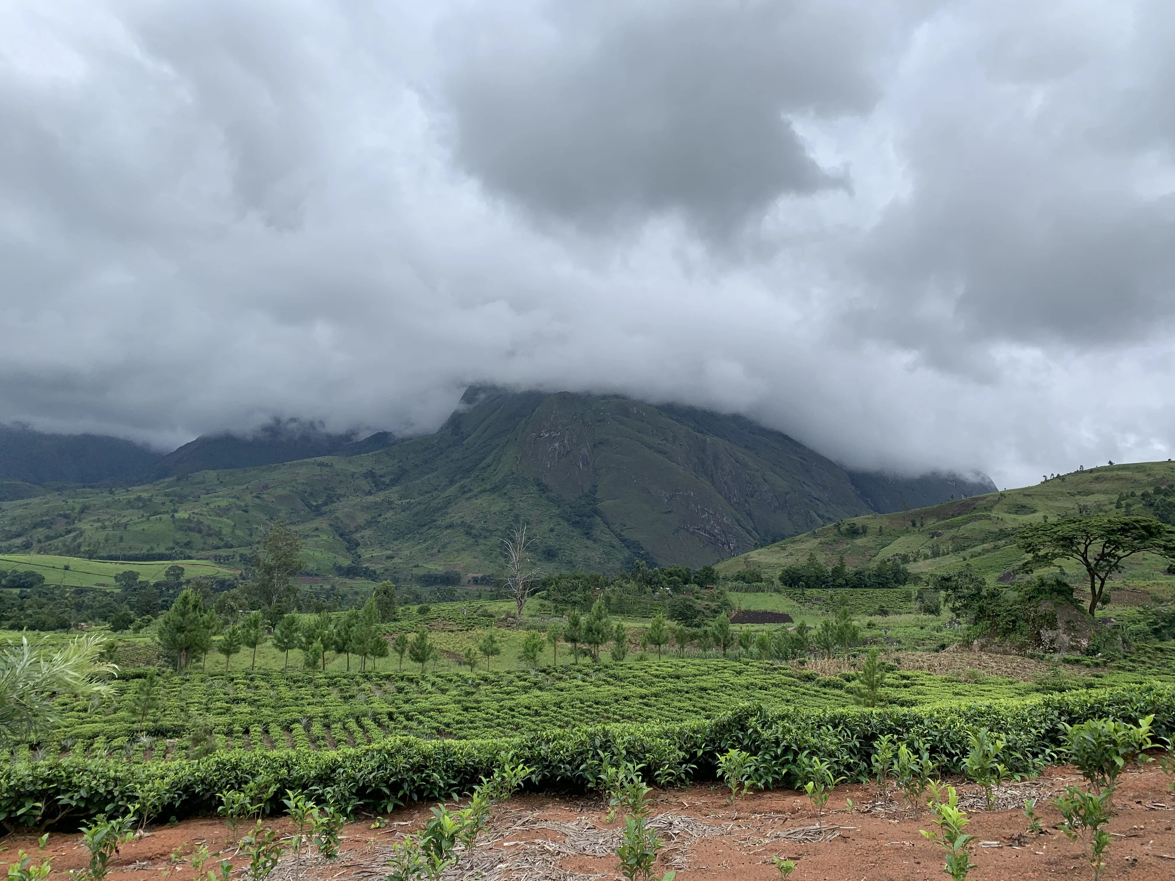 Malawi tea - banner option 1.JPEG